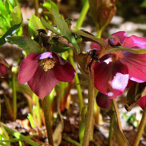 Ciemiernik wschodni Double Ellen Red