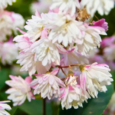 Żylistek szorstki Codsall Pink (C2)
