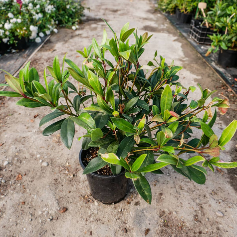 Skimia japońska Rubella (C2)