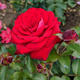 Róża rabatowa czerwona Nina (C2)