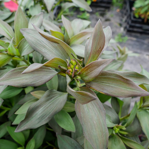 Alstremeria ogrodowa Indian Summer (C2)