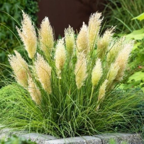 Trawa pampasowa Tiny Pampa (C2)