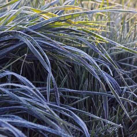 Konwalnik płaskopędowy Niger konwalik (C2)