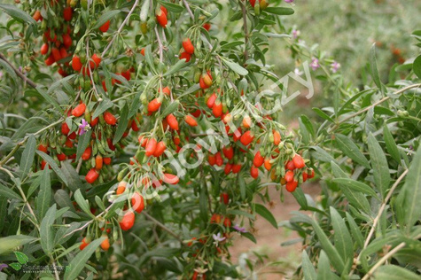 Kolcowój chiński Jagoda Goji 0,1g