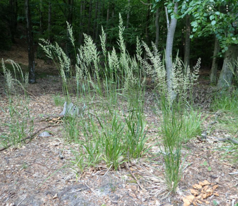 Trzcinnik leśny Trawa leśna