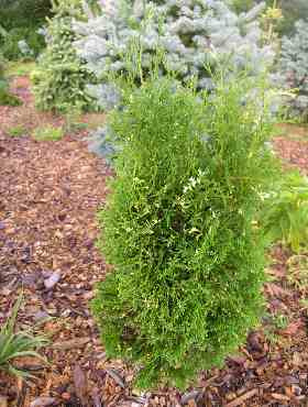 Thuja Tuja Żywotnik zachodni 'Konfetti'