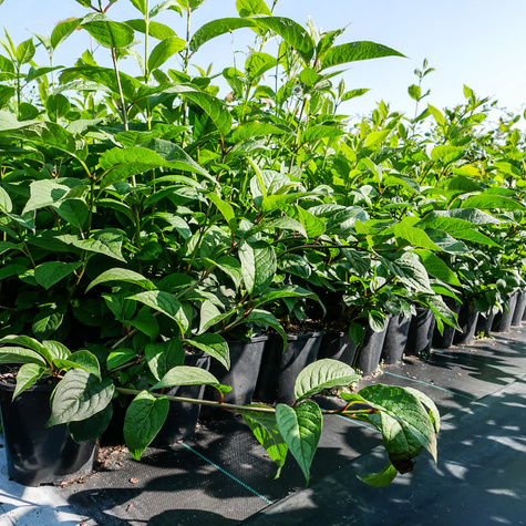 Lilak zwisłokwiatowy zwisający (C1.7)