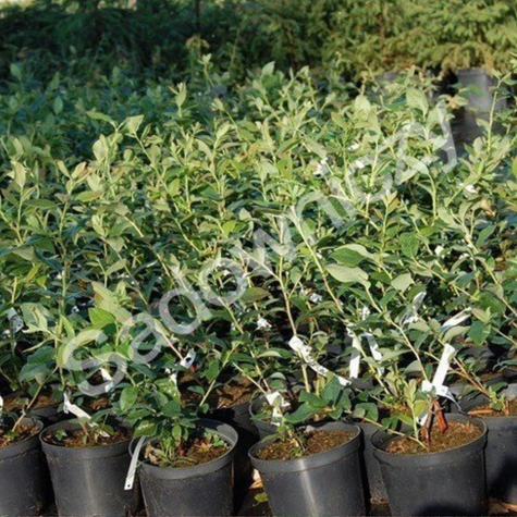 Zestaw 4 plennych odmian borówek + nawóz