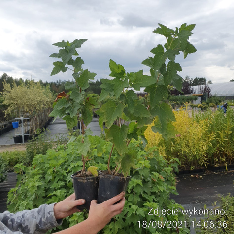 Porzeczka czarna Patio Black w doniczce