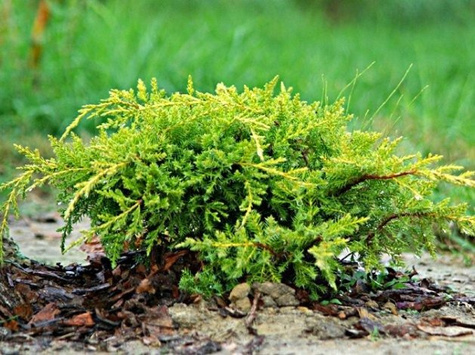 Jałowiec pośredni Gold Star (P9)