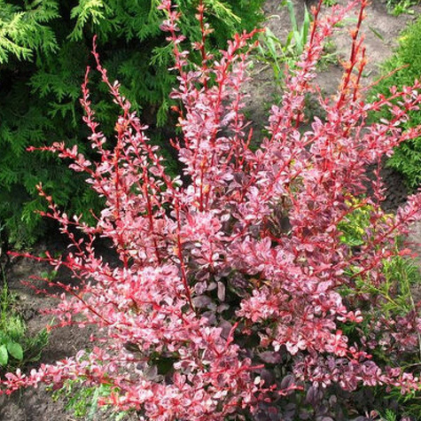 Berberys Thunberga Harlequin (C2)