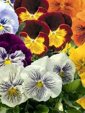 Bratek Fiołek ogrodowy szwajcarski Cats 10szt mieszanka