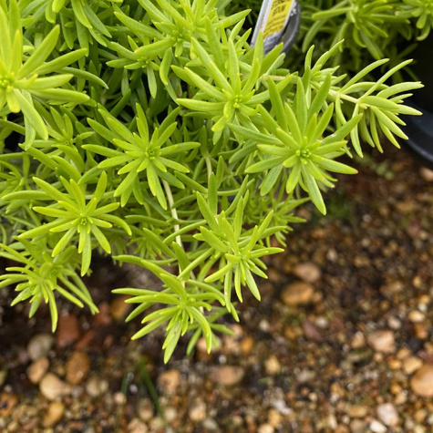 Rozchodnik mieszańcowy Winter Lemon (C2)