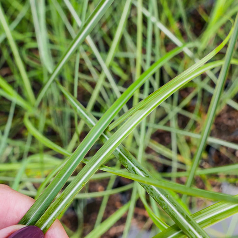 Miskant chiński Vanilla Sky (C2)