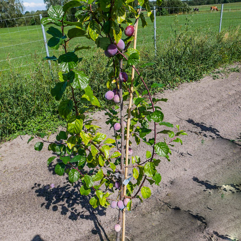 Śliwa Andres Plant Pack