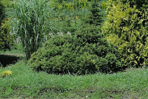 Żywotnik zachodni Tuja Thuja Recurva Nana