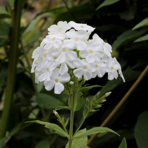 Płomyk wiechowaty Floks Fujiyama (C2)