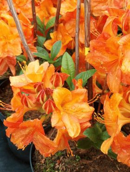 Azalia wielkokwiatowa Soczysta pomarańczowa (C2)