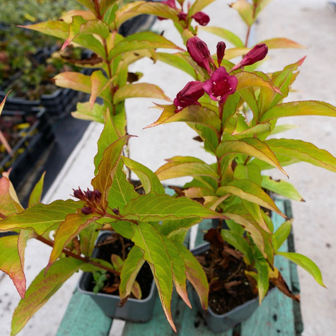 Krzewuszka cudowna Golden Jeans (P9)