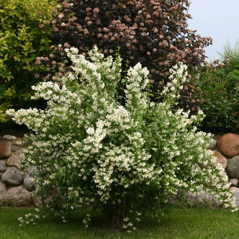 Jaśminowiec Dame Blanche (C1.7)