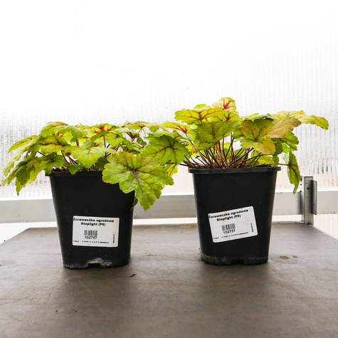 Żuraweczka ogrodowa Stoplight (C2)