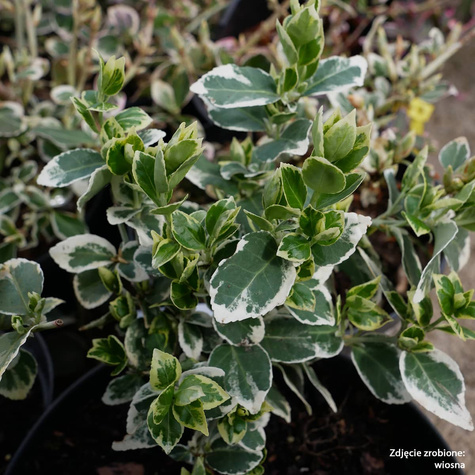 Trzmielina Fortune'a Silver Queen (C2)