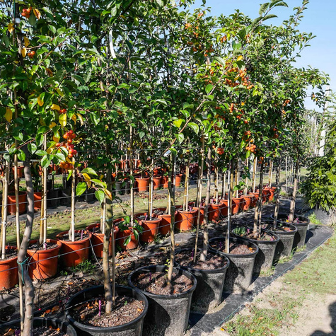 Jabłoń ozdobna Profesor Sprenger (obw. 6-8cm)