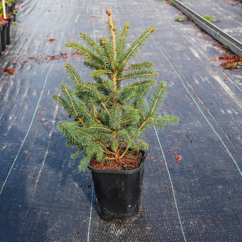 Świerk kłujący Glauca Świerk srebrny