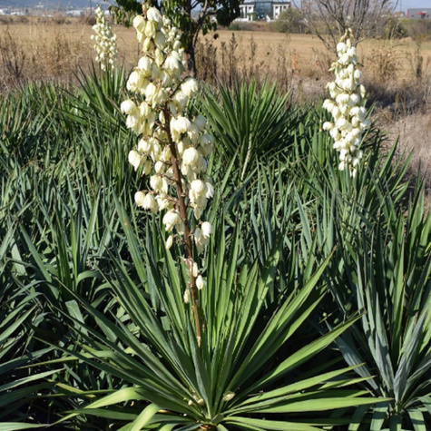 Juka Srebrzysta (C2)