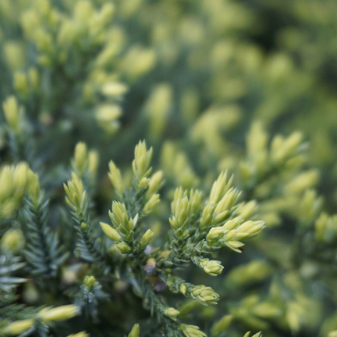 Jałowiec łuskowaty Gold Tip (C2)