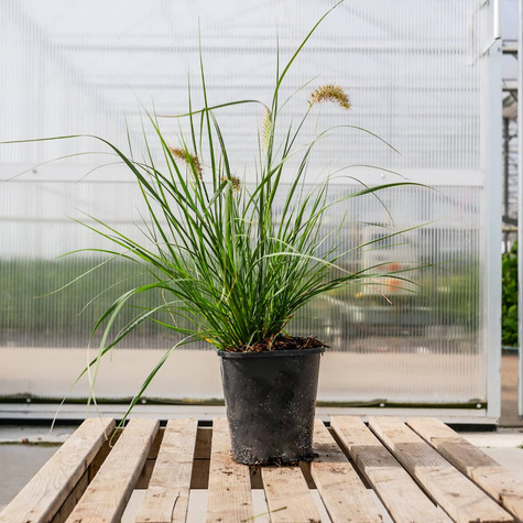 Pennisetum alopecuroides, Rozplenica japońska, Piórkówka 'Weserbergland'