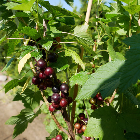 Porzeczka czarna na pniu w pojemniku