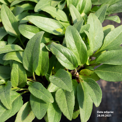 Dzwonek skupiony Acaulis (C2)