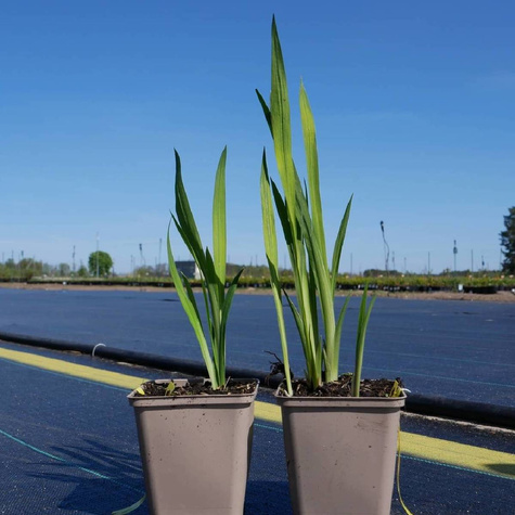 Krokosmia Cynobrówka George Davidson (C2)