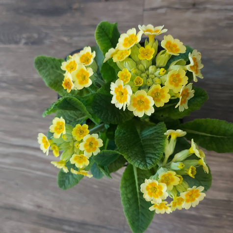 Pierwiosnek lekarski Lime with Orange (C2)