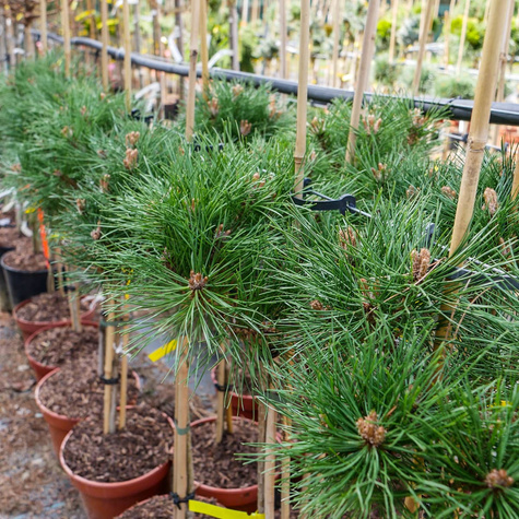 Sosna czarna Brepo szczepiona