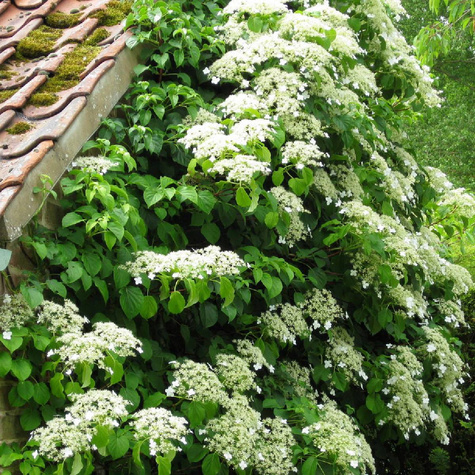 Hortensja pnąca (C2)