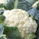 Kalafior BORA 1g