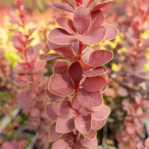 Berberys thunberga Dariusz (C2)