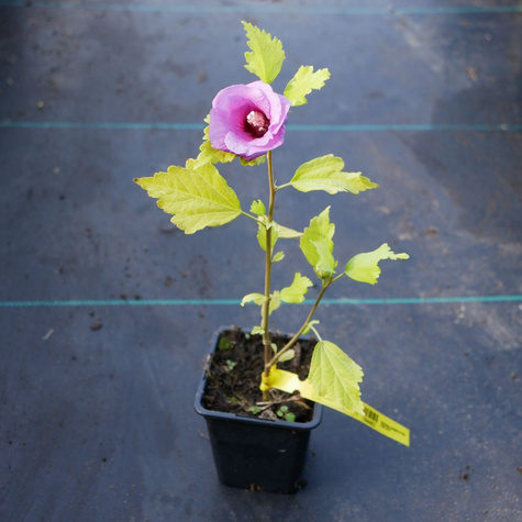 Ketmia syryjska Pink Flirt (P9)