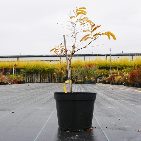 Glediczja trójcierniowa Sunburst (C2)