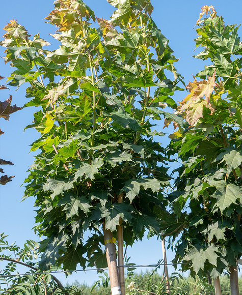 Klon pospolity Globosum szczepiony na pniu (Pa 120/200, obw. 2-6cm, H-250/300)