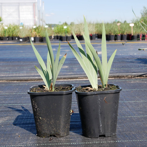 Kosaciec Irys mix kolorów i odmian