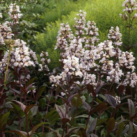 Penstemon palczasty Husker Red (C2)