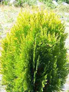 Thuja Tuja Żywotnik wschodni 'Justynka'