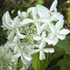 Hortensja bukietowa Great Star (C2)