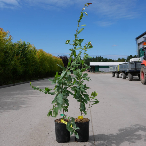 Pigwowiec japoński Maksym w doniczce SADZONKI