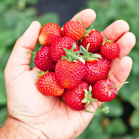 Truskawka SENGA SENGANA Średnio Późna Sadzonki Truskawek Truskawki 10 Szt