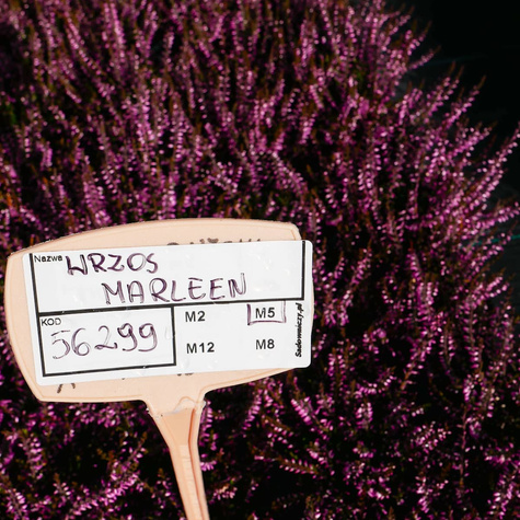 Wrzos pospolity Marleen