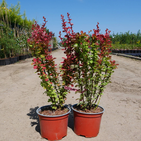 Berberys Thunberga Orange Sunrise (C2)